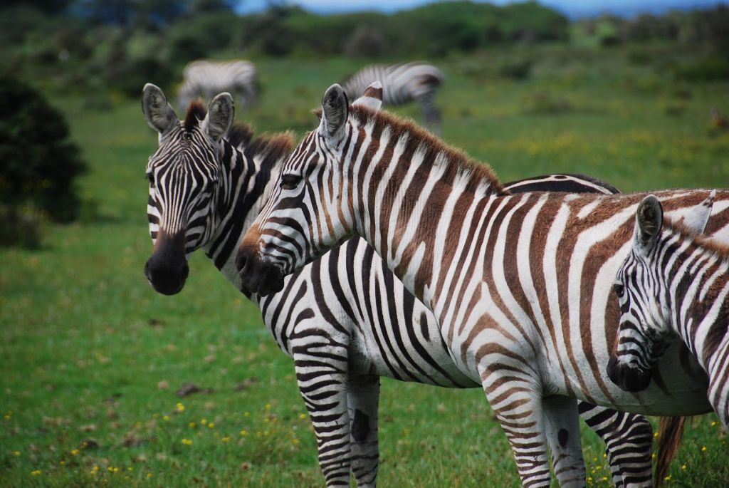 Zebras in Masai Mara, Kenya. Photograph: Steffan Jensen