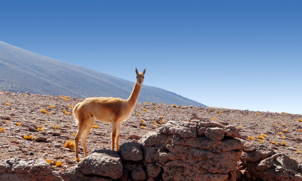 Llama in the Atacama Desert
