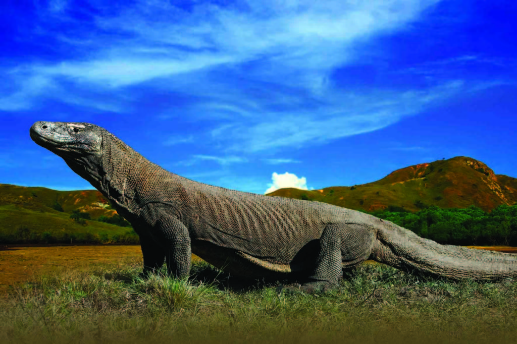 Komodo Island is habitat for Komodo Dragon