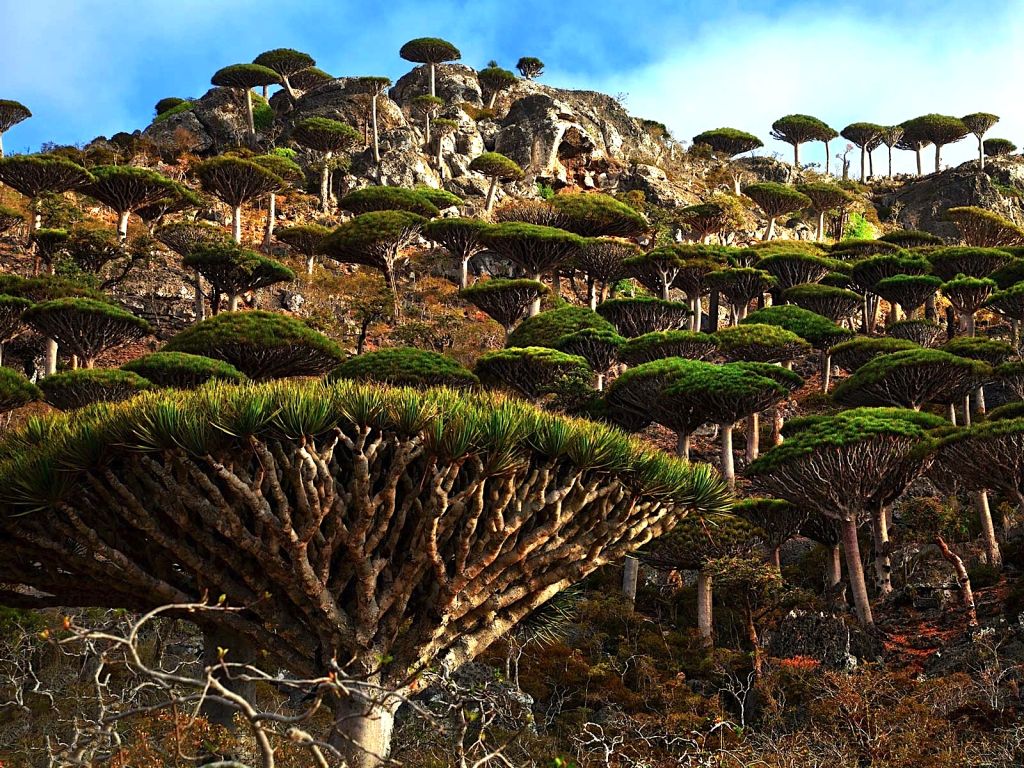 Forest of Dragon Trees, Dixam Plateau, Socotra