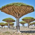 Dragon trees socotra