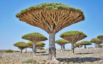 Dragon trees socotra