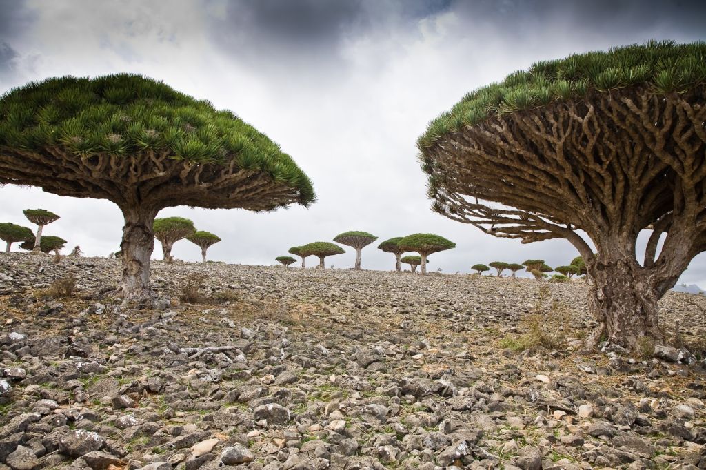 Group of Dragon Trees on Socotra Island in Yemen