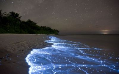 Natural wonder bioluminescene