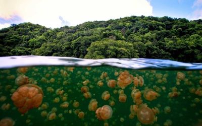 Jellyfish Lake Palau