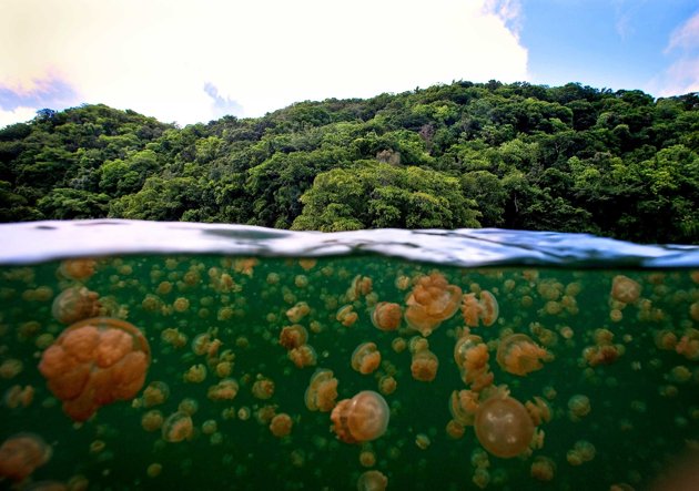 Jellyfish Lake, Palau