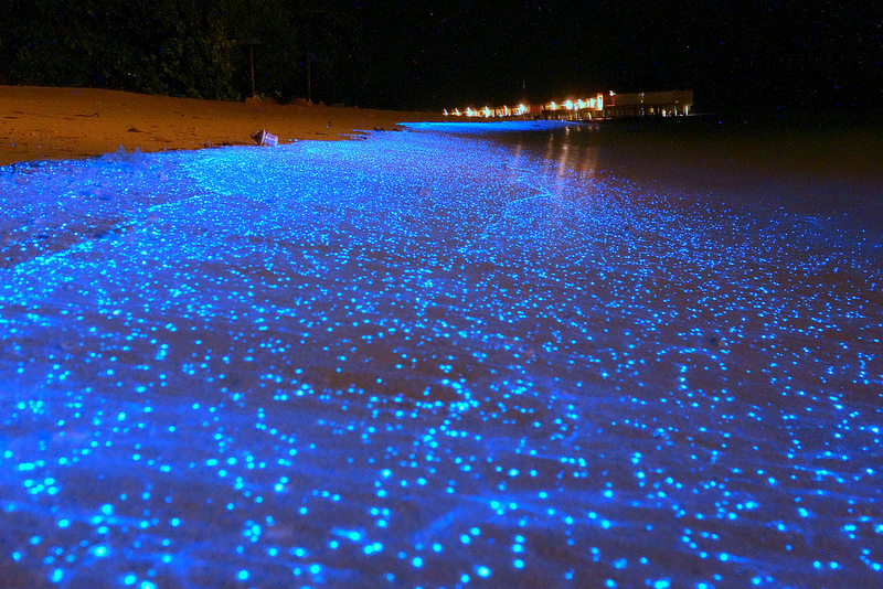 Natural wonder of bioluminescence