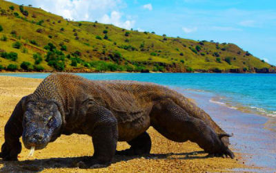 Seven Wonders Komodo Island