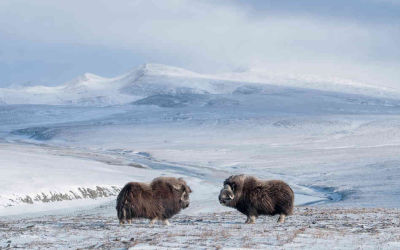 Wrangel animals