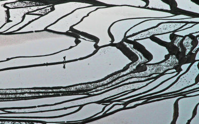 Rice terraces Yunnan