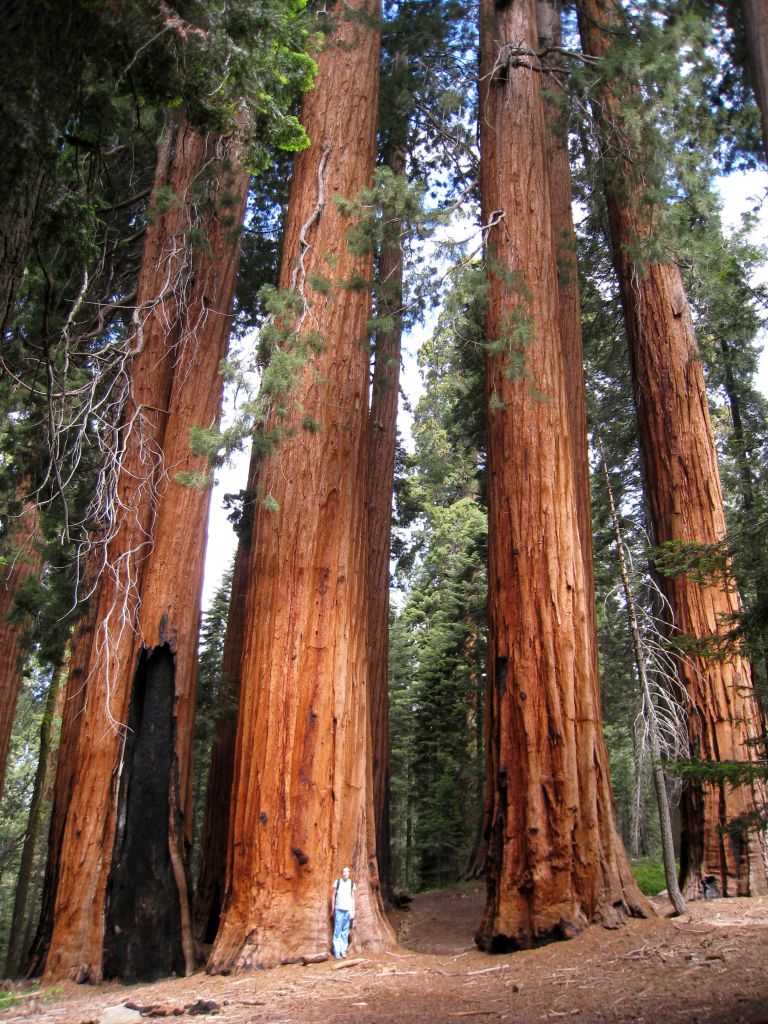 Redwood National and States Park is a huge protected area in California