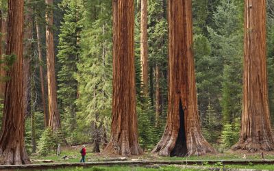 Redwood National Park California