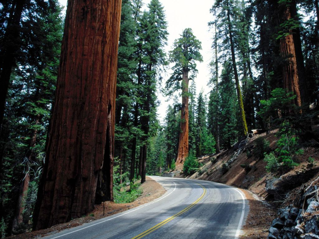 Road running though the Giant Forest in California