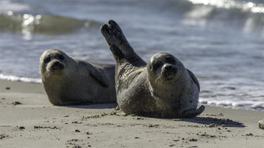 Seals Wadden Sea