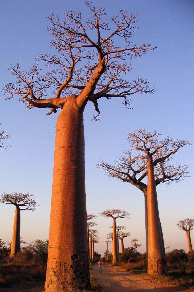 Baobabs trees Madagascar