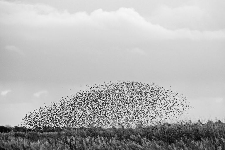 Black Sun starlings flocks