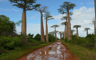 Morondava Madagascar