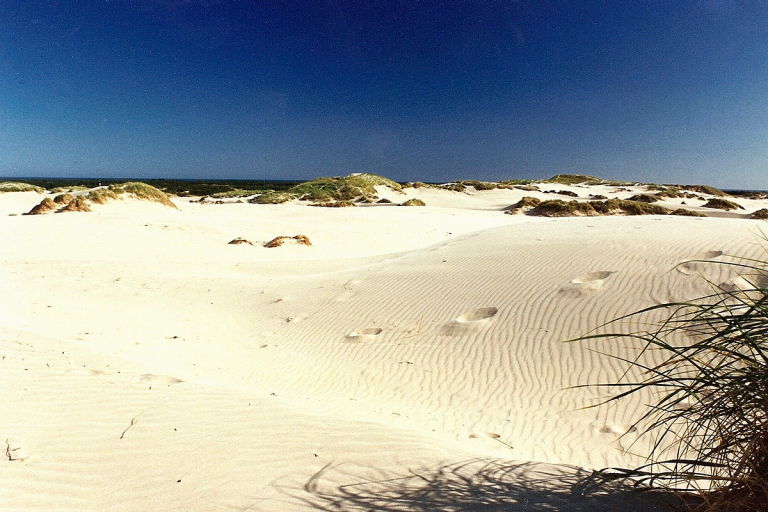 Råbjerg is the largest sand dune in Denmark