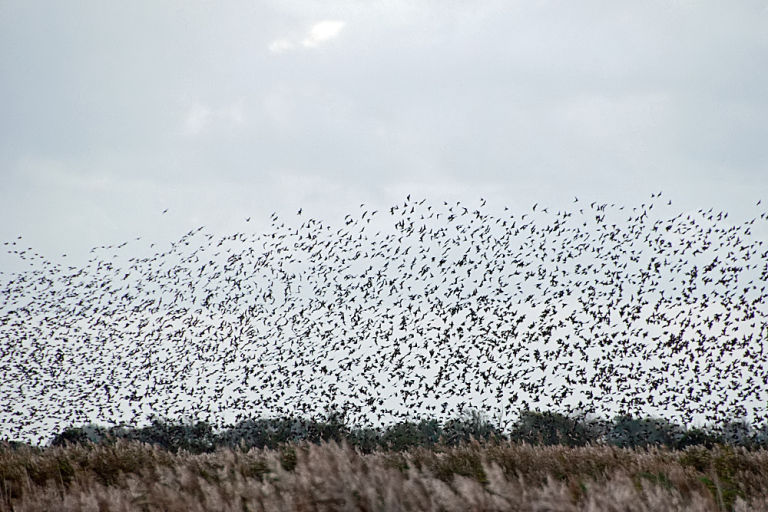 Black Sun is a phenomenon made by Starlings