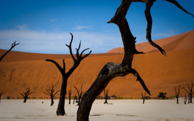Namibian Dead Trees