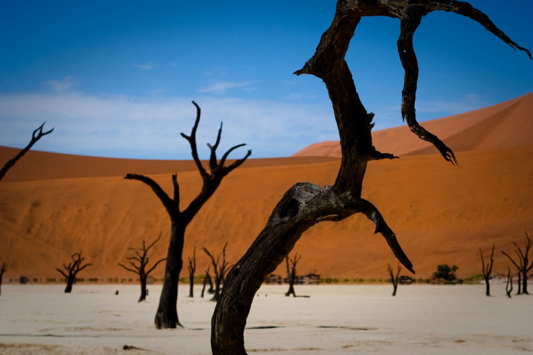 Namibian Dead Trees