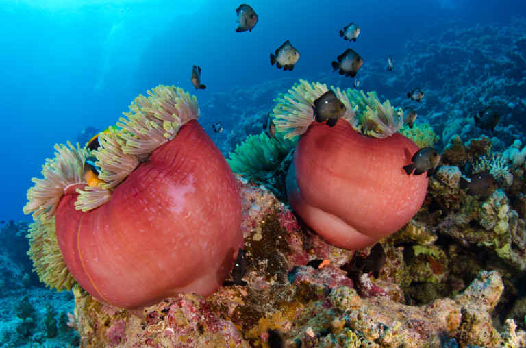 Two closed anemones at Giftun Islands in Egypt